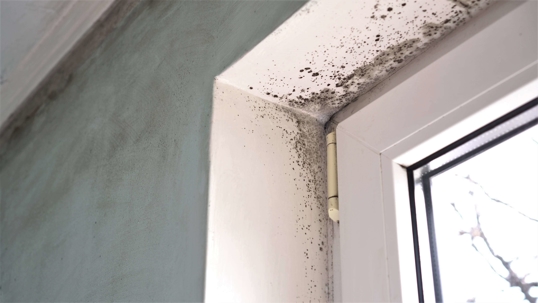 Mold growing in the corner of a window inside of a home
