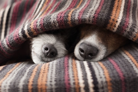 dogs under blanket
