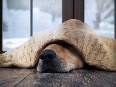 dog under blanket