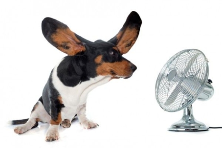 Fan blowing air on dog