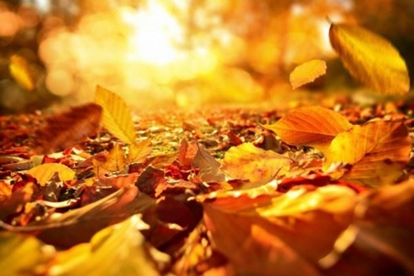 autumn leaves