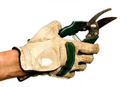 gloved hand holding pruners